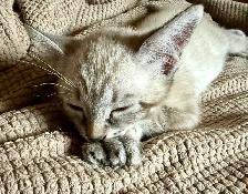 Highland Lynx Kitten  – Polydactyl Snow Leopard Female - Photo 5