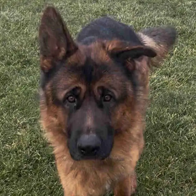 German Shepherd CKC Registered Pups