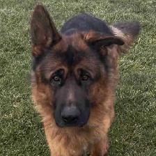 German Shepherd CKC Registered Pups