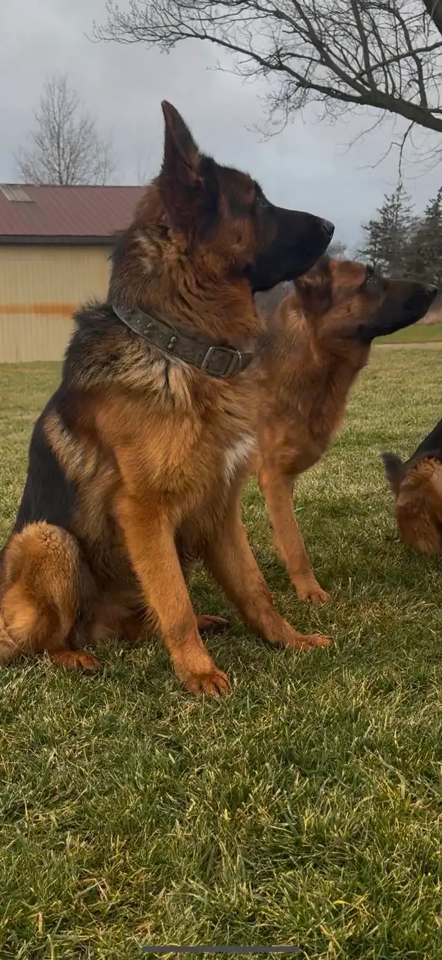 German Shepherd CKC Registered Pups - Photo 2