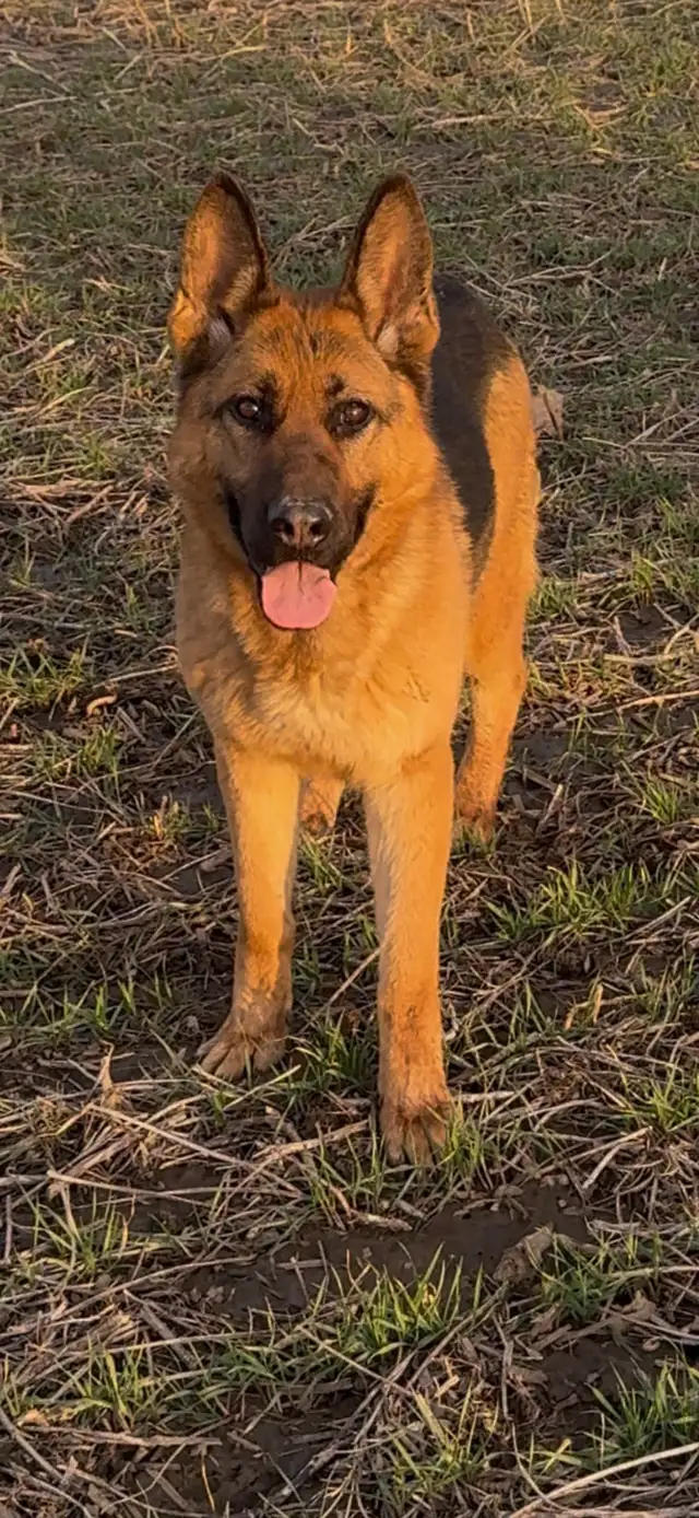 German Shepherd CKC Registered Pups - Photo 3