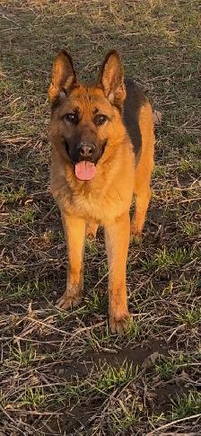 German Shepherd CKC Registered Pups - Photo 3
