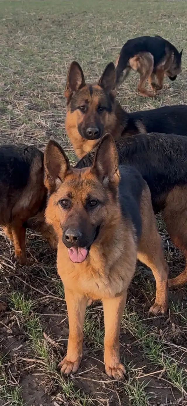 German Shepherd CKC Registered Pups - Photo 4