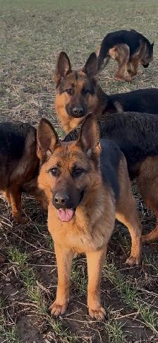 German Shepherd CKC Registered Pups - Photo 4