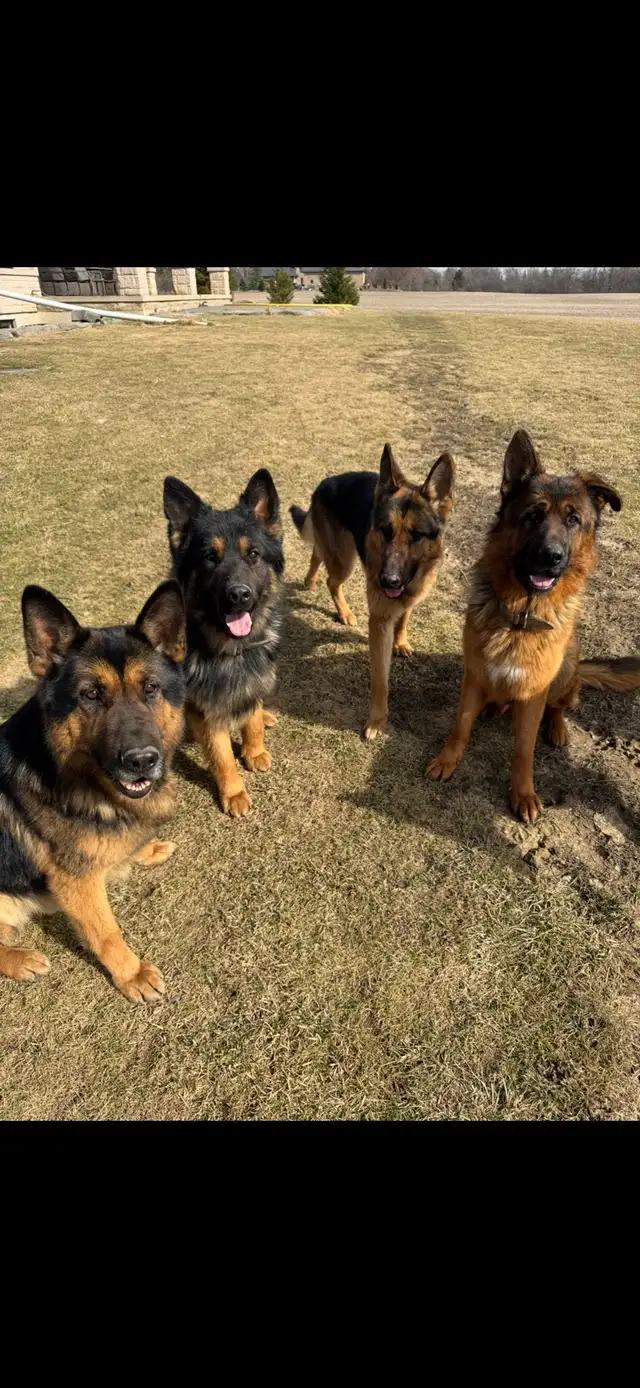 German Shepherd CKC Registered Pups - Photo 5