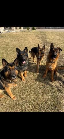 German Shepherd CKC Registered Pups - Photo 5