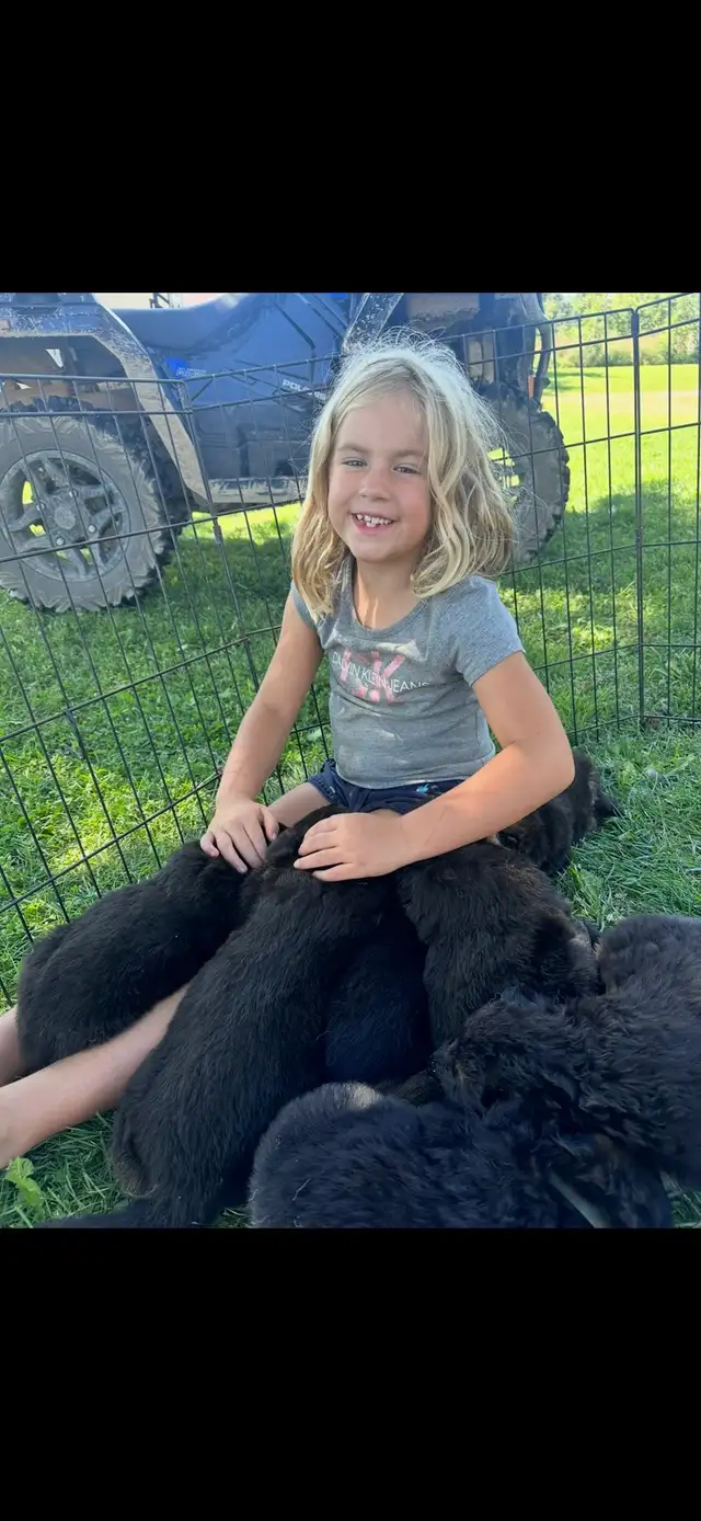 German Shepherd CKC Registered Pups - Photo 6