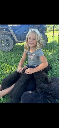 German Shepherd CKC Registered Pups - Photo 6