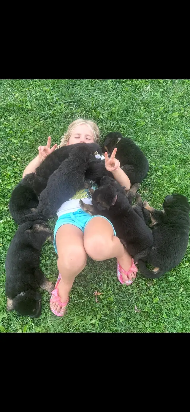 German Shepherd CKC Registered Pups - Photo 7