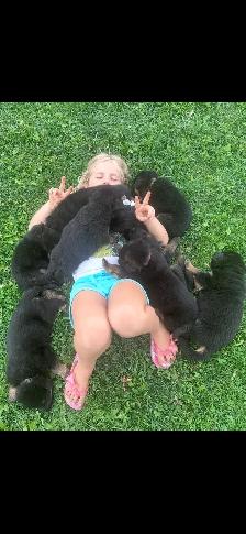 German Shepherd CKC Registered Pups - Photo 7
