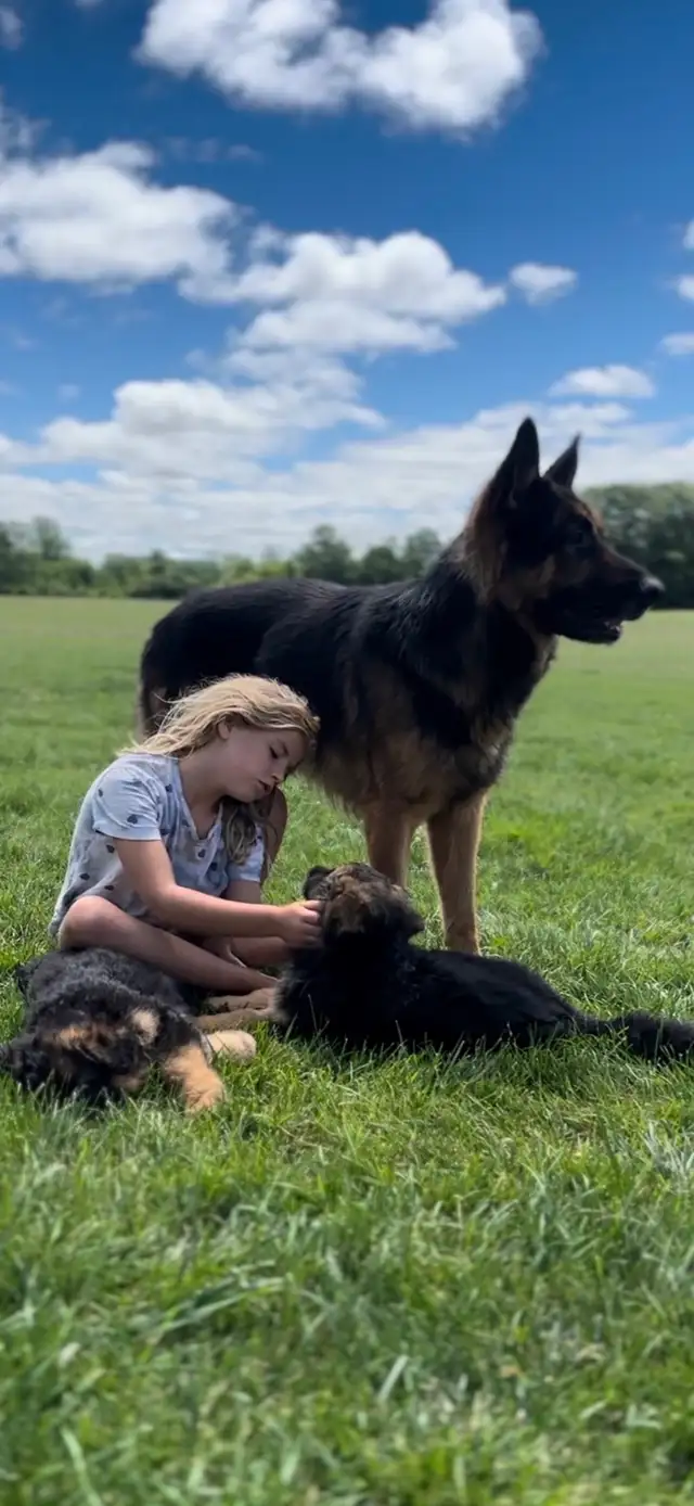 German Shepherd CKC Registered Pups - Photo 8