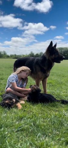 German Shepherd CKC Registered Pups - Photo 8
