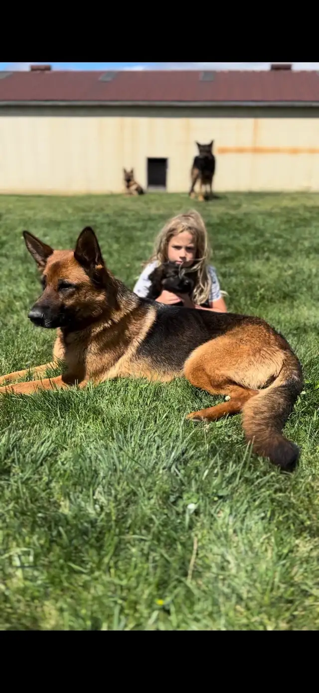German Shepherd CKC Registered Pups - Photo 9