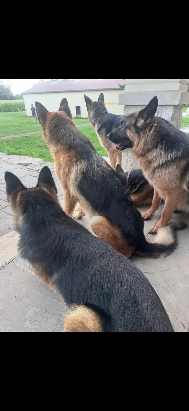 German Shepherd CKC Registered Pups - Photo 10