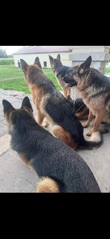 German Shepherd CKC Registered Pups - Photo 10