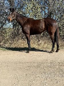 Looking for a Smaller Thoroughbred?