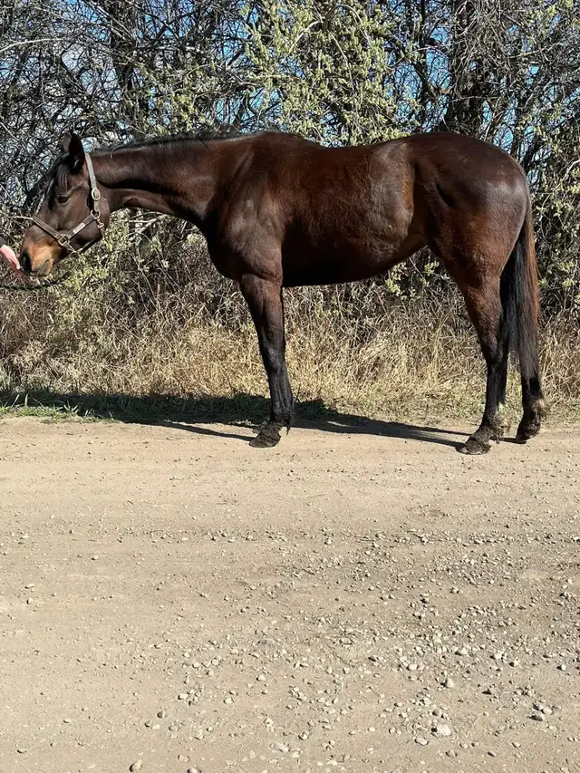 Looking for a Smaller Thoroughbred? - Photo 2