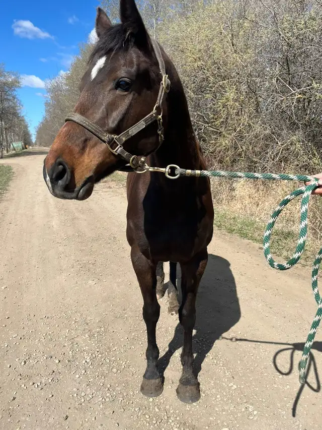 Looking for a Smaller Thoroughbred? - Photo 4