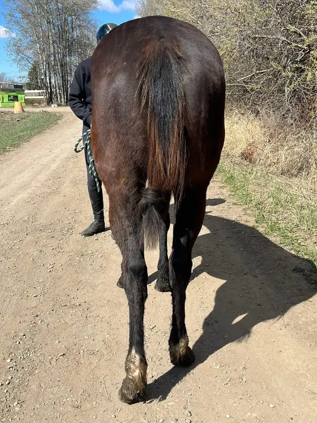 Looking for a Smaller Thoroughbred? - Photo 5