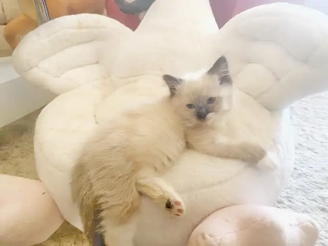 GORGEOUS BABY BICOLOR WHITEMITTED RAGDOLLS!! - Photo 2
