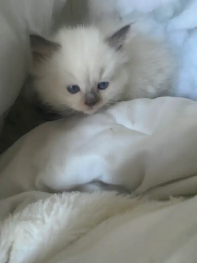 GORGEOUS BABY BICOLOR WHITEMITTED RAGDOLLS!! - Photo 5