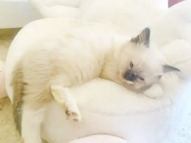 GORGEOUS BABY BICOLOR WHITEMITTED RAGDOLLS!! - Photo 6