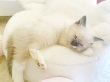 GORGEOUS BABY BICOLOR WHITEMITTED RAGDOLLS!! - Photo 6