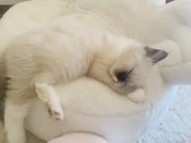 GORGEOUS BABY BICOLOR WHITEMITTED RAGDOLLS!! - Photo 7