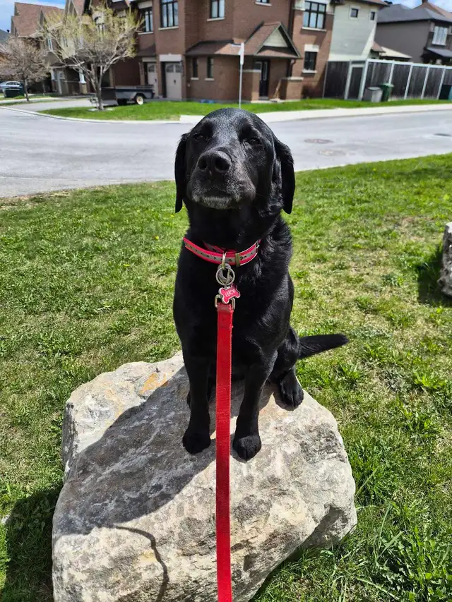 Dog walking