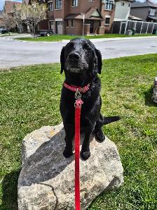Dog walking