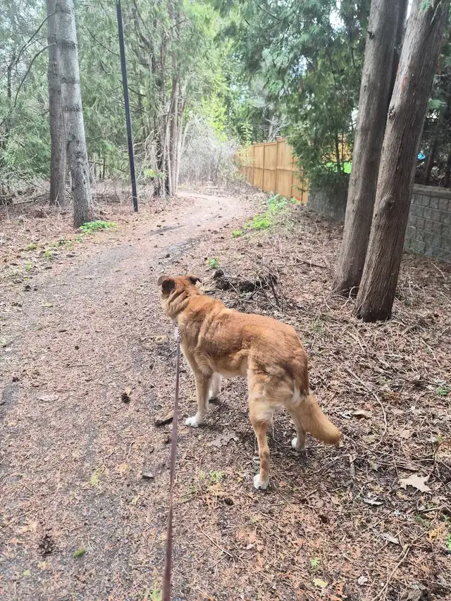 Dog walking - Photo 5