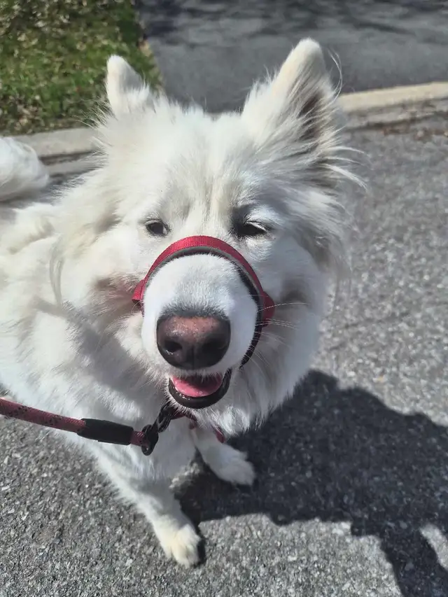Dog walking - Photo 6