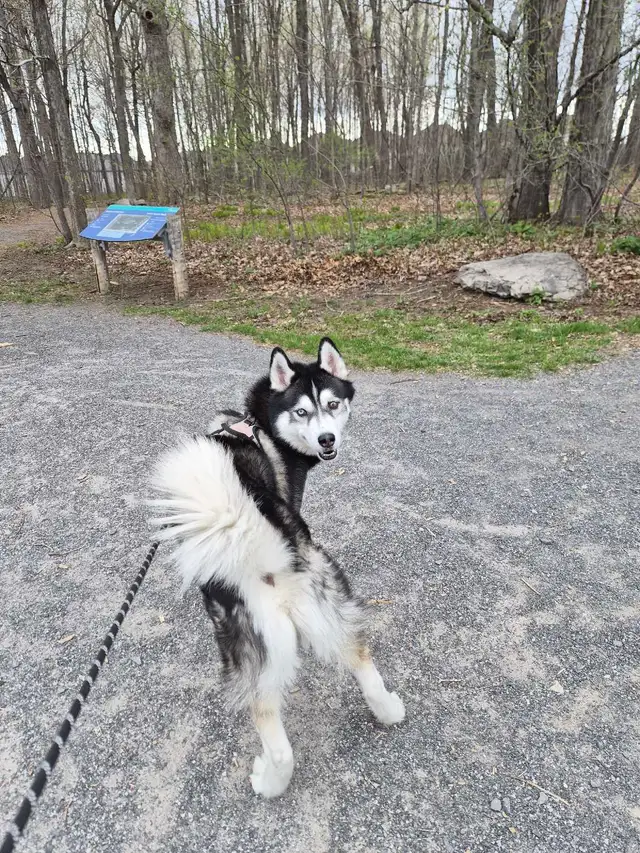 Dog walking - Photo 8