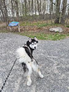 Dog walking - Photo 8