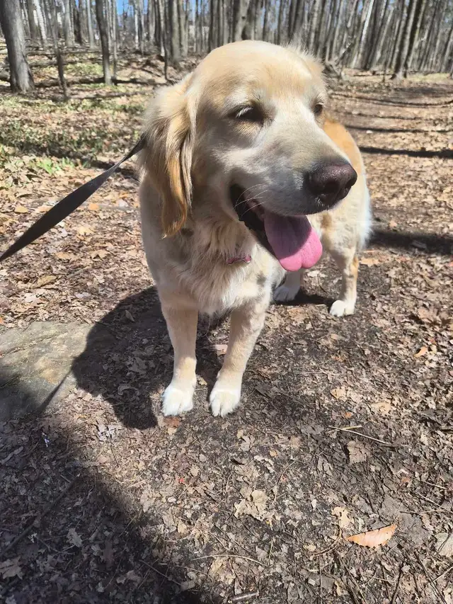 Dog walking - Photo 9