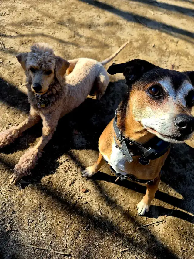 Dog walking - Photo 10