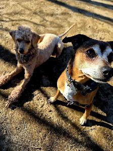 Dog walking - Photo 10