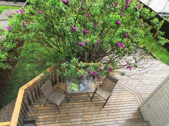 3bedroom 2.5 bathroom single house in Bridlewood - Photo 10