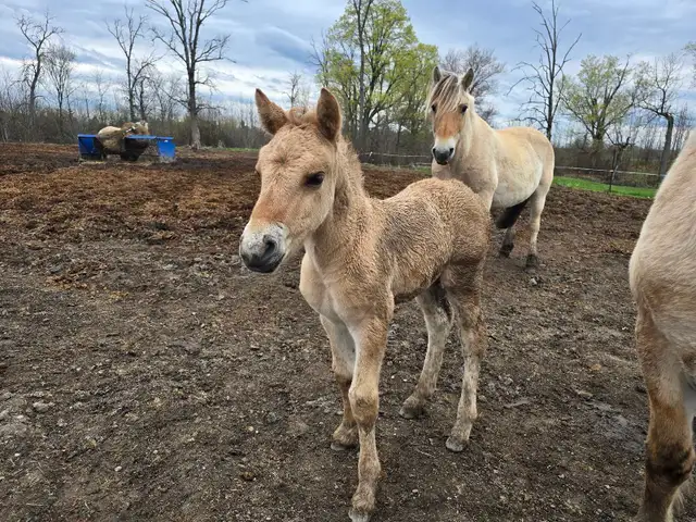Fjord cross canadian horse