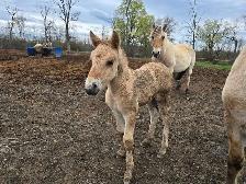 Fjord cross canadian horse