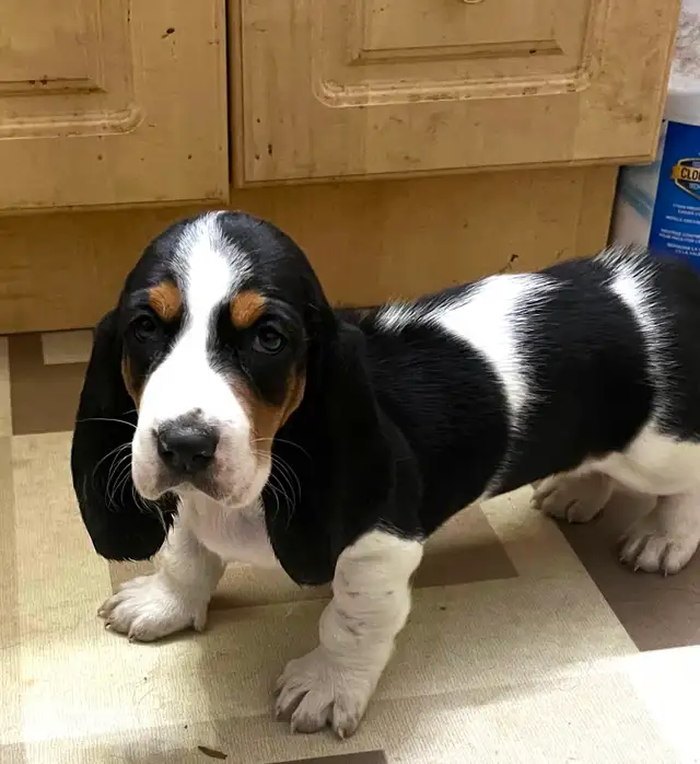 TWO BEAUTIFUL BASSET HOUND FEMALE PUPS