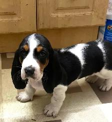TWO BEAUTIFUL BASSET HOUND FEMALE PUPS