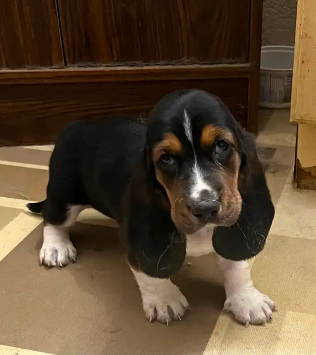 TWO BEAUTIFUL BASSET HOUND FEMALE PUPS - Photo 2