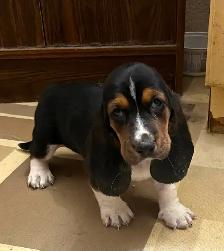 TWO BEAUTIFUL BASSET HOUND FEMALE PUPS - Photo 2