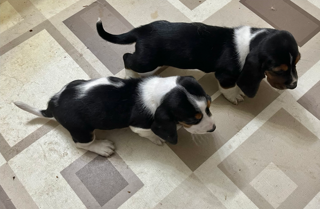 TWO BEAUTIFUL BASSET HOUND FEMALE PUPS - Photo 3