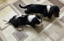 TWO BEAUTIFUL BASSET HOUND FEMALE PUPS - Photo 3