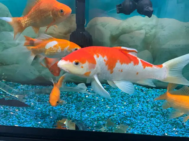 Large Koi