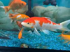 Large Koi
