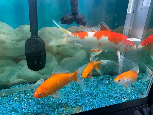 Large Koi - Photo 2