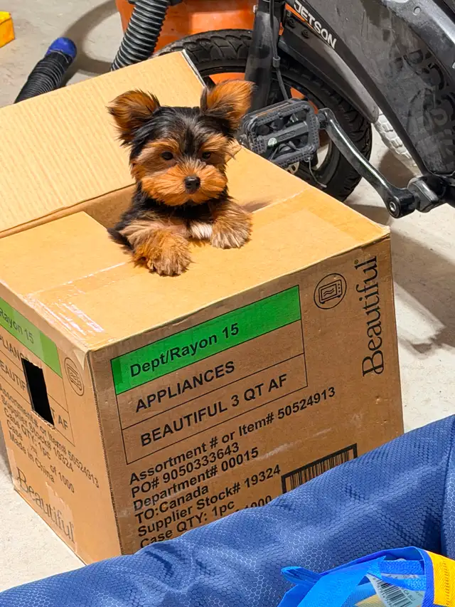Puppy for sale call for more information